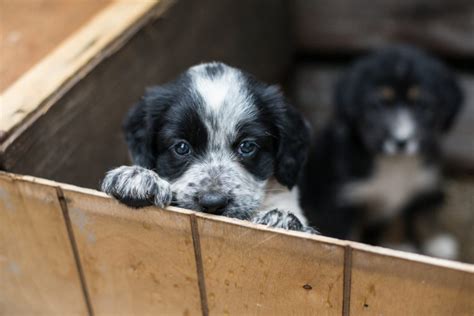 canile mariano|Adopter un chien en île